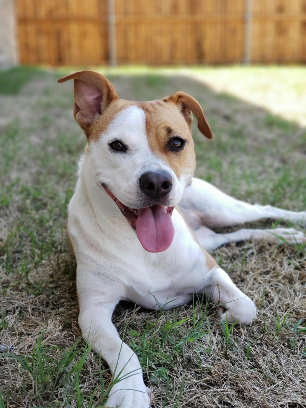 Photo of Short-coat Tan and White Dog